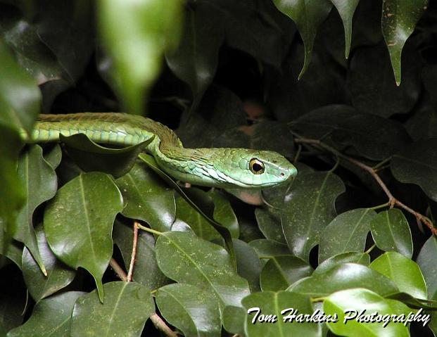 Green Mamba.jpg